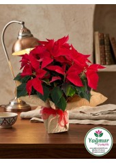 Atatürk Çiçeği (Poinsettia) Saksı Aranjmanı